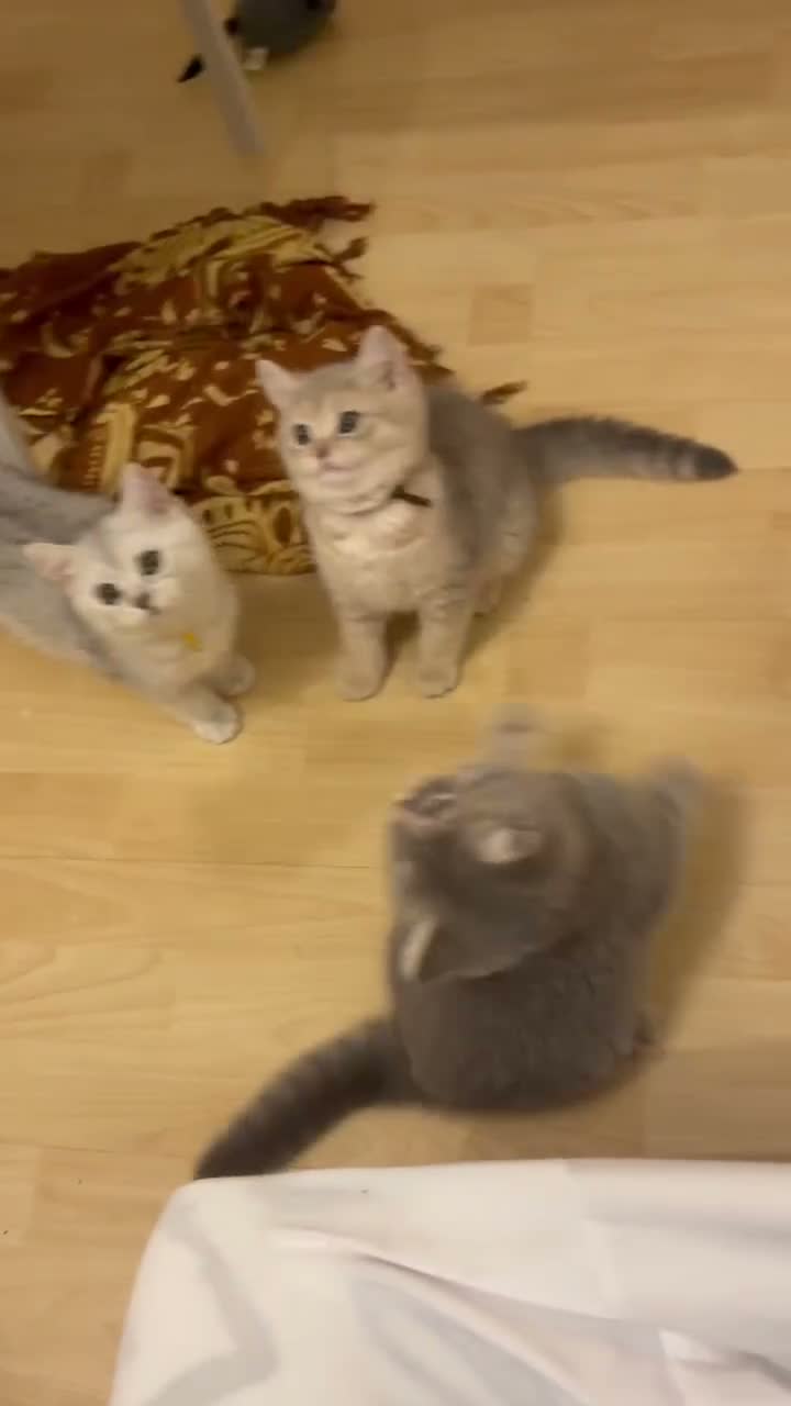 British Shorthair cats for sale: 6 Pedigree British Shorthair Champion lines in London - Video 4