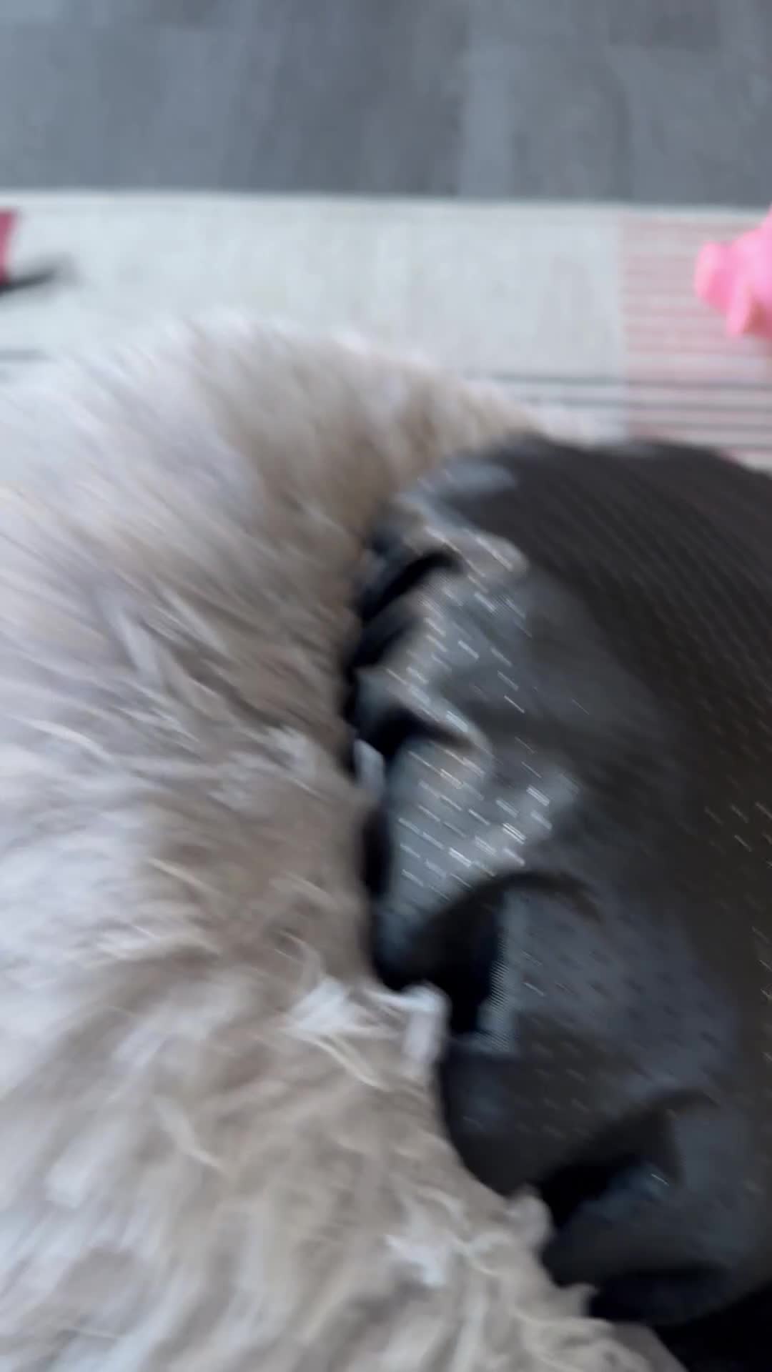 Miniature Dachshund dogs for sale: Miniature Dachshund Female. 6 Month’s Old.  - Video 1