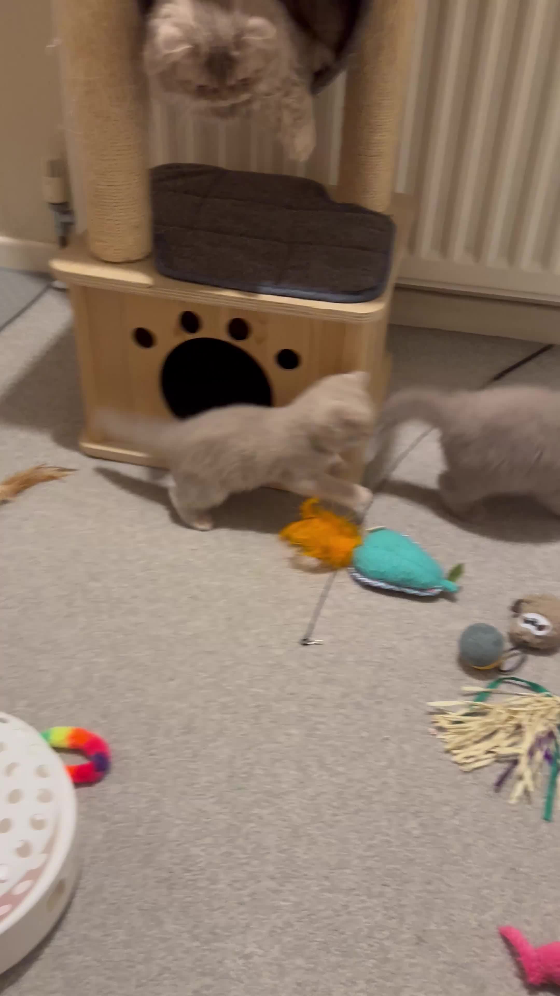 British Shorthair cats for sale: Show quality kittens BSH - Video 1