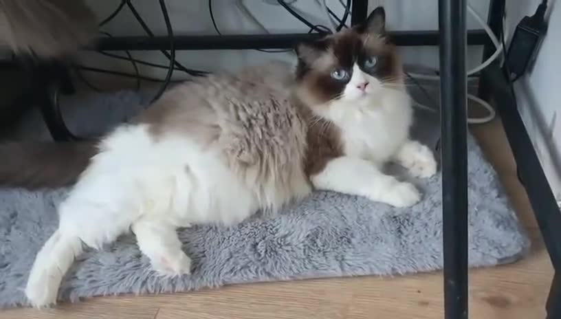 Ragdoll cats for sale: Ragdoll girl !!!  - Video 2