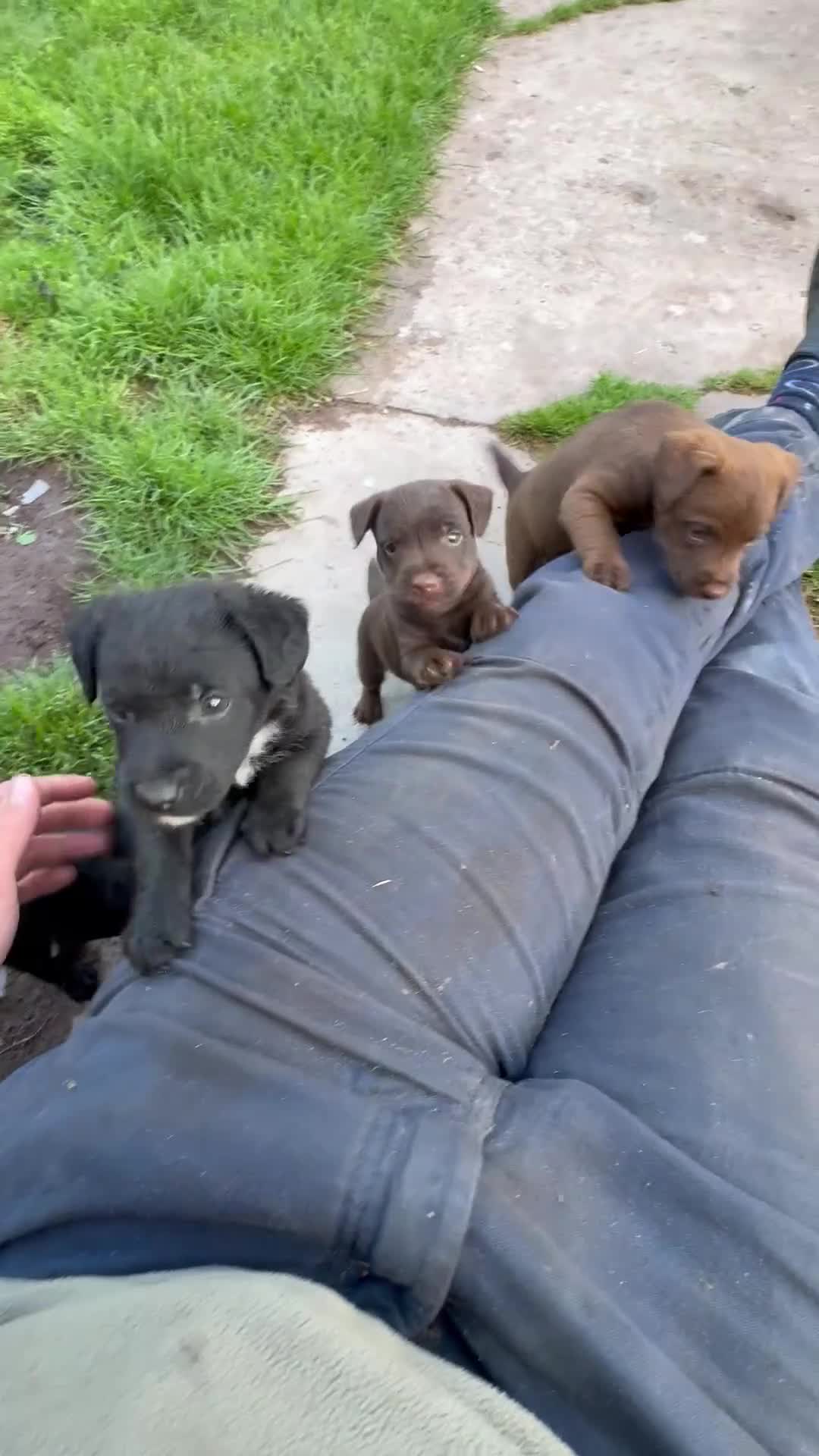 Patterdale Terrier dogs for sale: 2puppies left, ready in 2weeks left👀👀🏡🏡🏡🏡 - Video 2