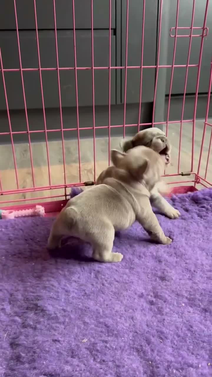 French Bulldog dogs for sale: KC registered female French bulldog pups available - Video 1