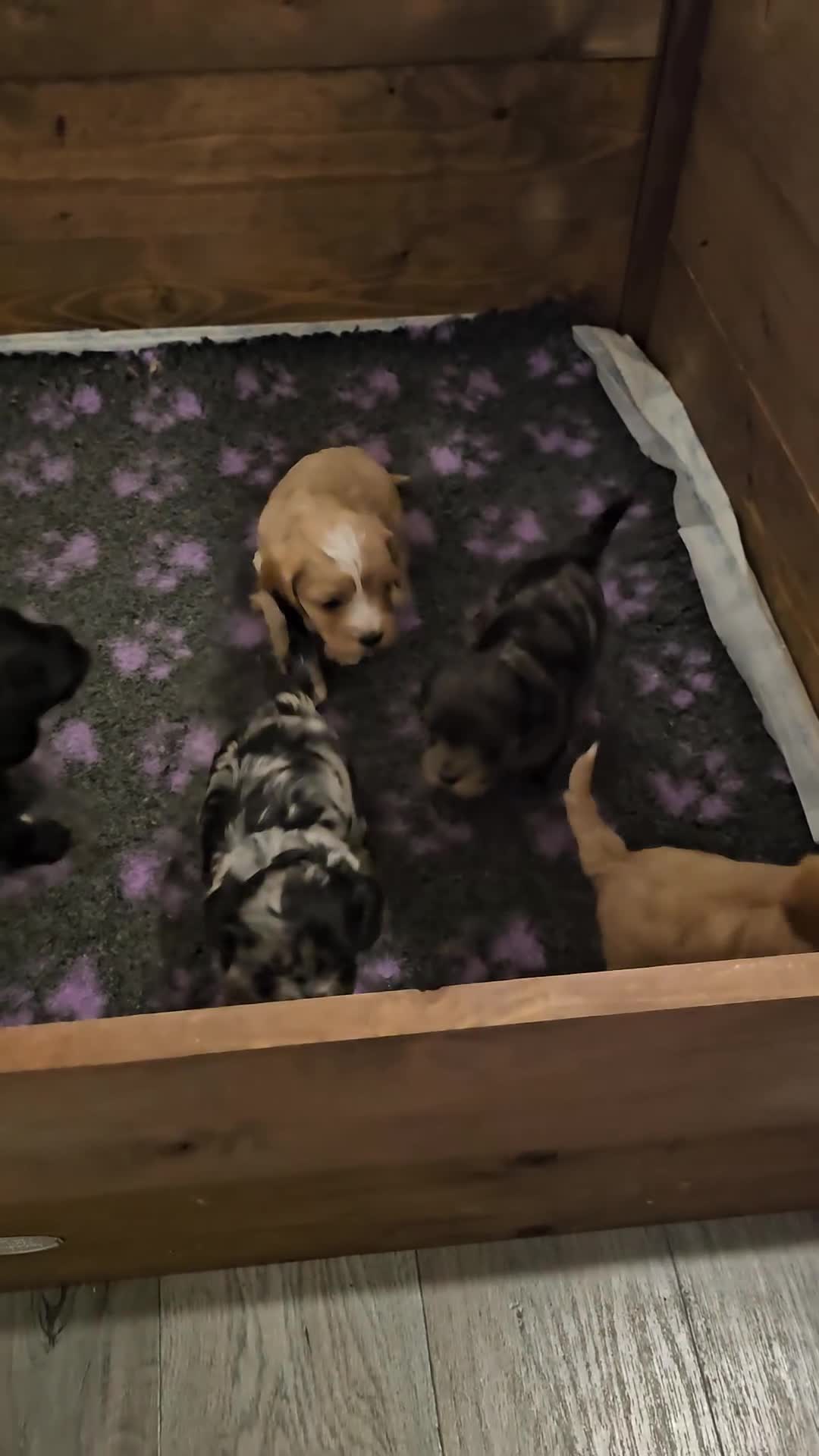 Cavapoo dogs for sale: Extensively health tested F1 Cavapoo puppies 🐶  - Video 1