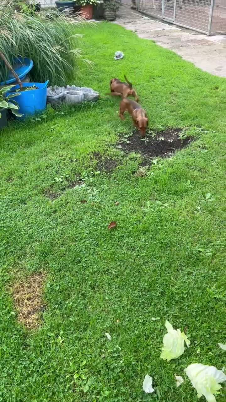 Dachshund dogs for sale: Miniature Dachshund - Video 1