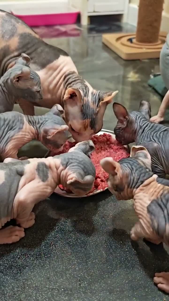 Sphynx cats for sale: Sphynx elf kittens for sale. Rare Calico girls.  - Video 3