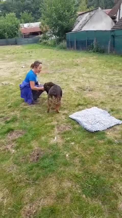 Mixed Breed dogs for adoption: Meet Charlie - a Lovely old boy, for a loving Home - Video 3