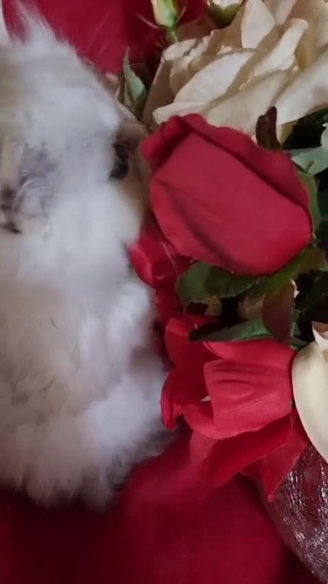 Persian cats for sale: Persian chinchilla kittens - Video 1