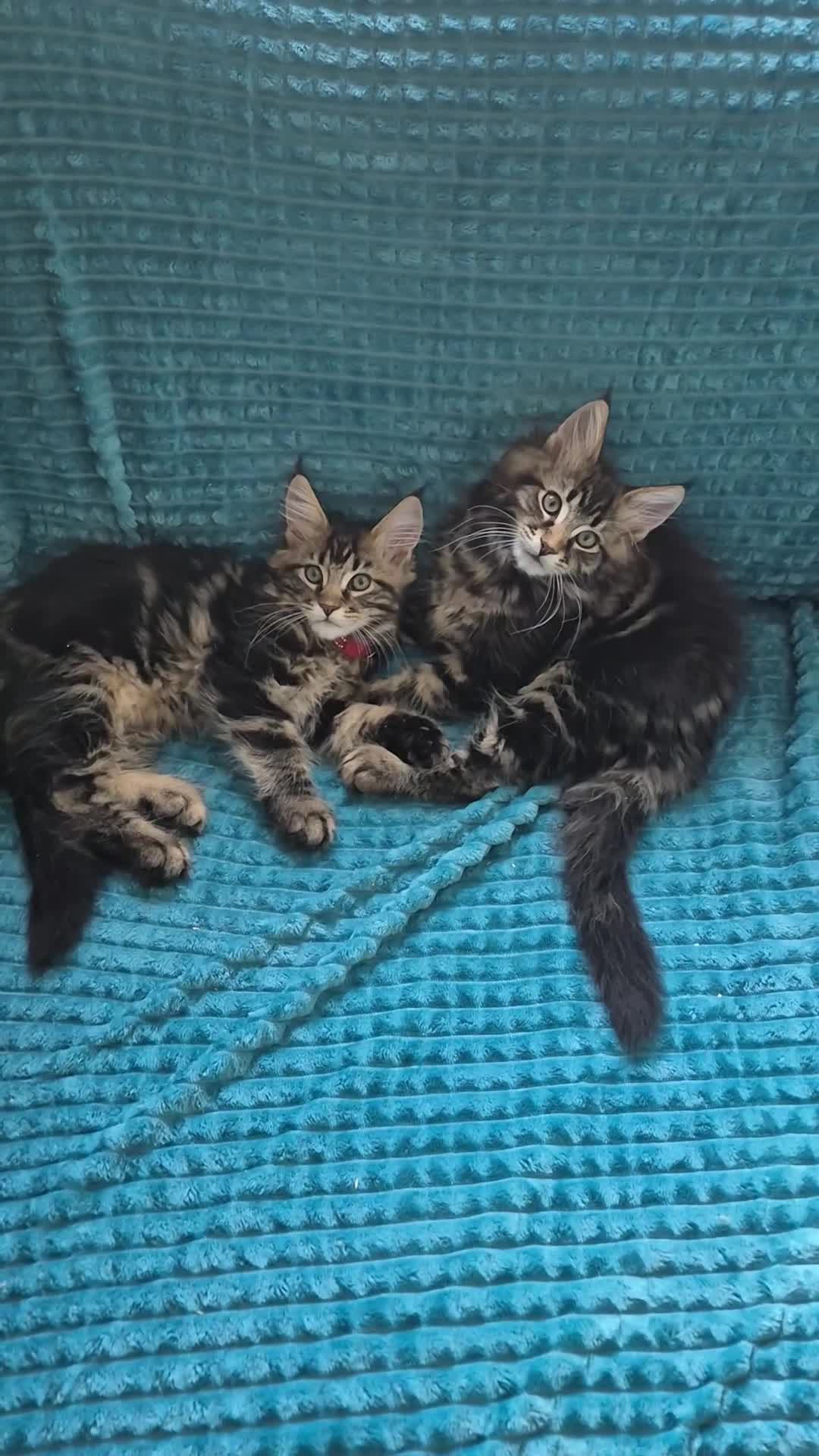 Maine Coon cats for sale: Beautiful maine coon kittens  - Video 1