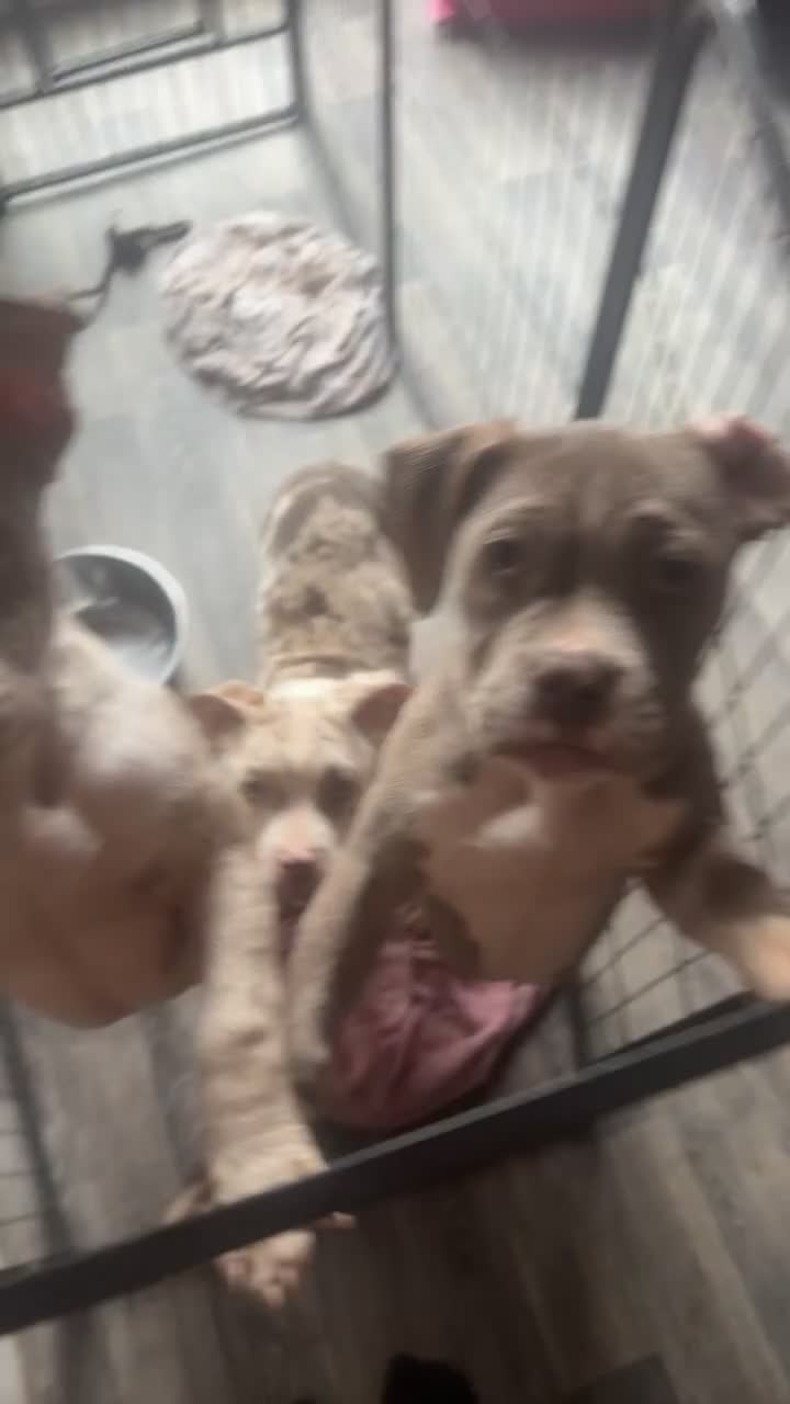 American Bully dogs for sale: REDUCED Stunning pocket bully pups for sale  - Video 2