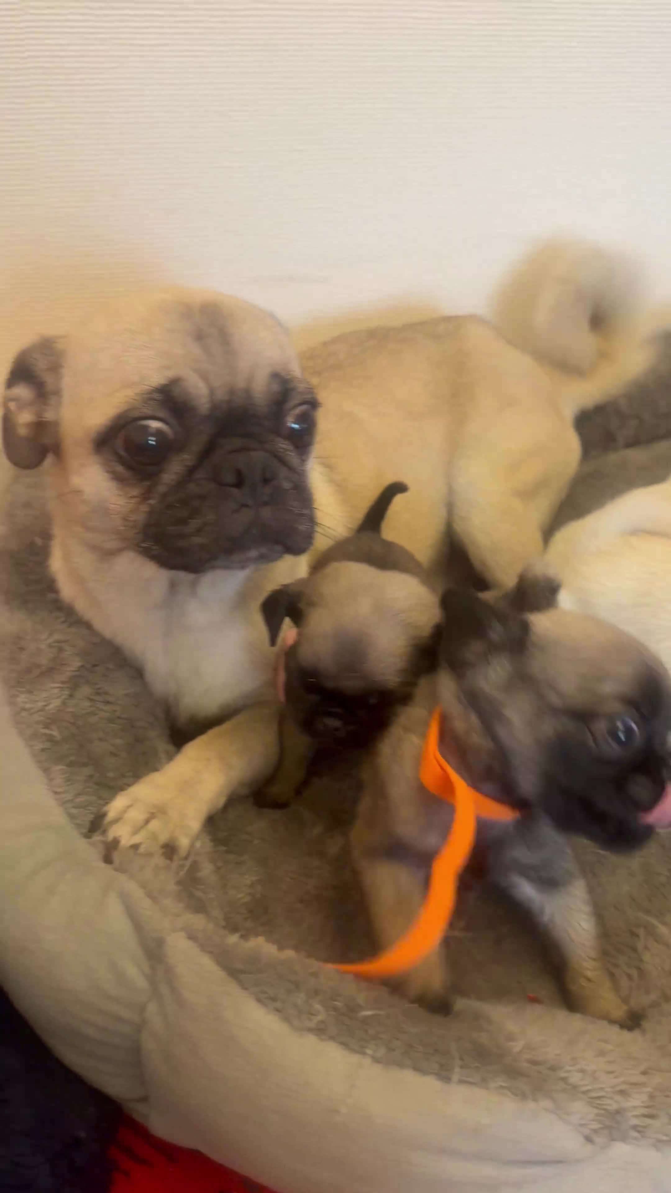 Pug dogs for sale: Beautiful Litter of 6 Pug Puppies, Rare Colours  - Video 1