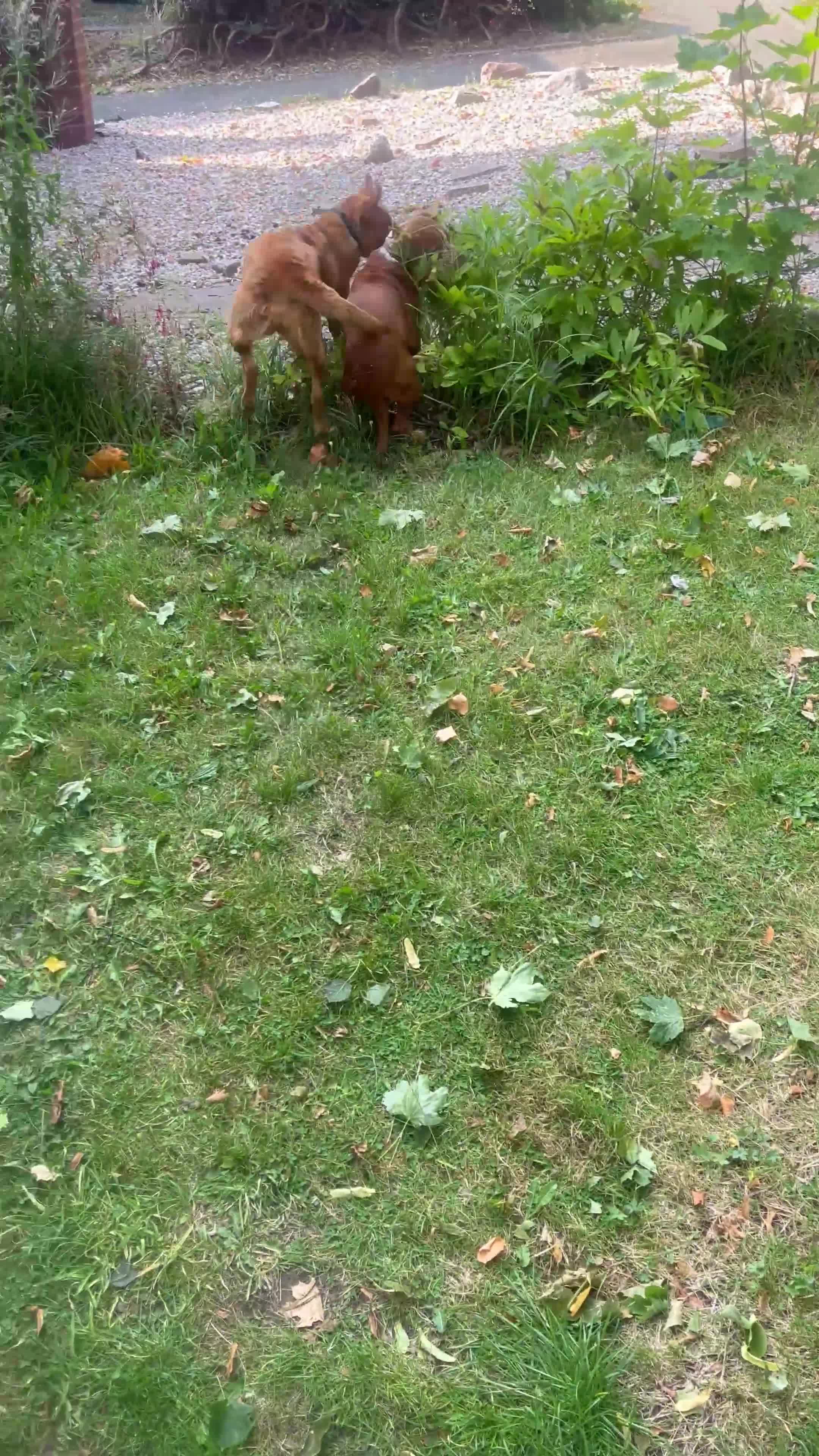Labrador Retriever dogs for sale: Red fox lab  - Video 1