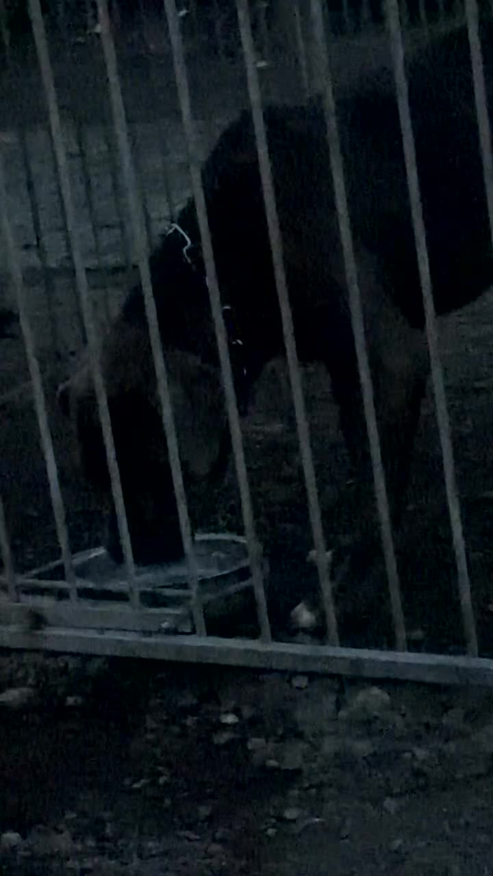 Cane Corso dogs for sale: Exceptional Male Cane Corso – Kano - Video 2