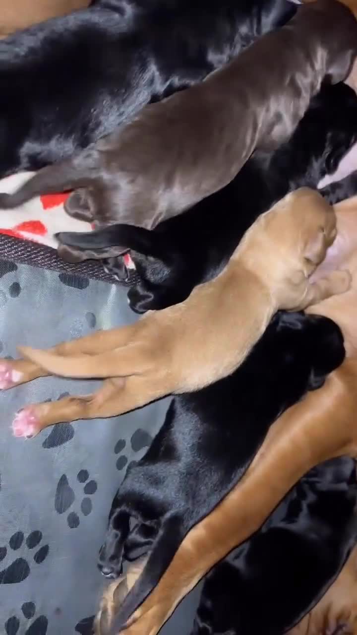 Cockerdor dogs for sale: Cockerdor puppies - Video 1