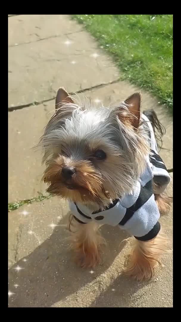 Yorkshire Terrier dogs for stud:  900grams !! The smallest cutest boy in Uk  in Bedford - Video 1