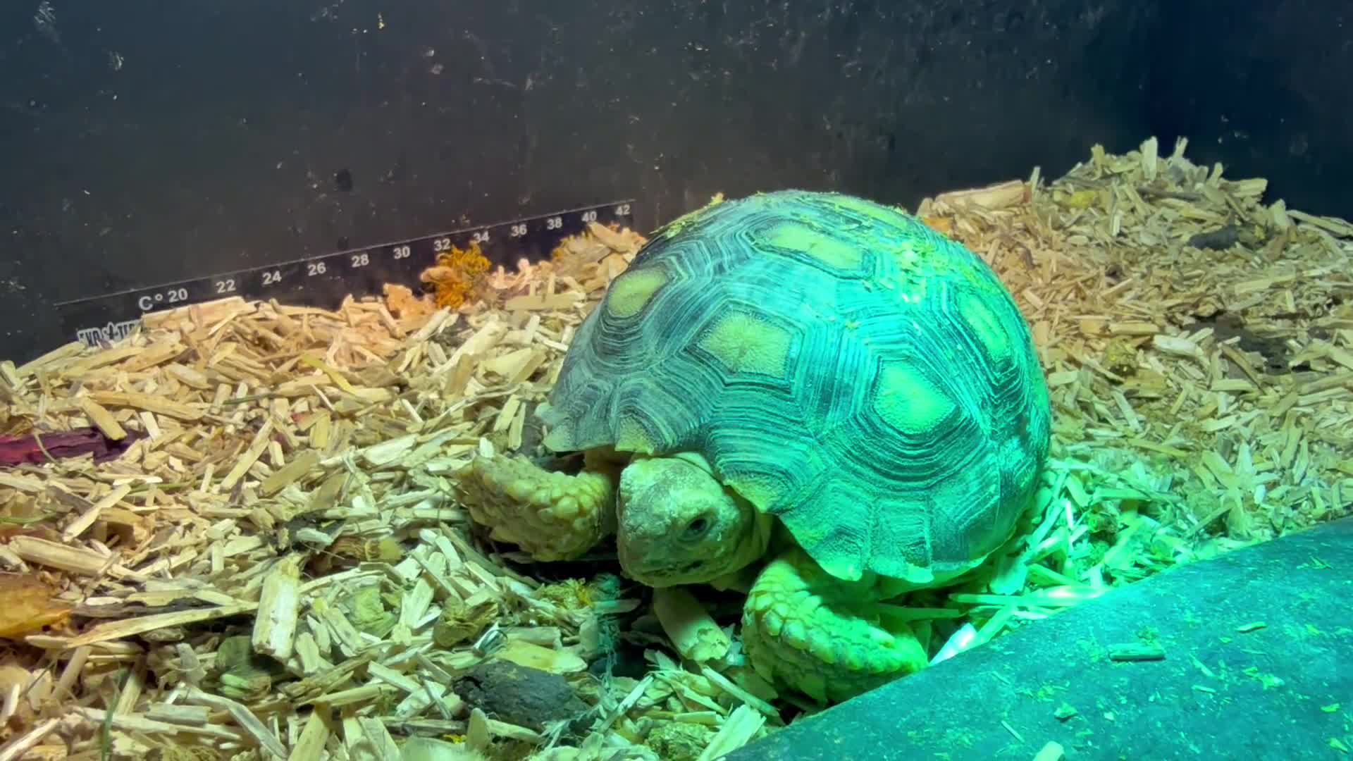 Tortoise reptiles for sale: Sulcata Tortoise with complete starter home - Video 1
