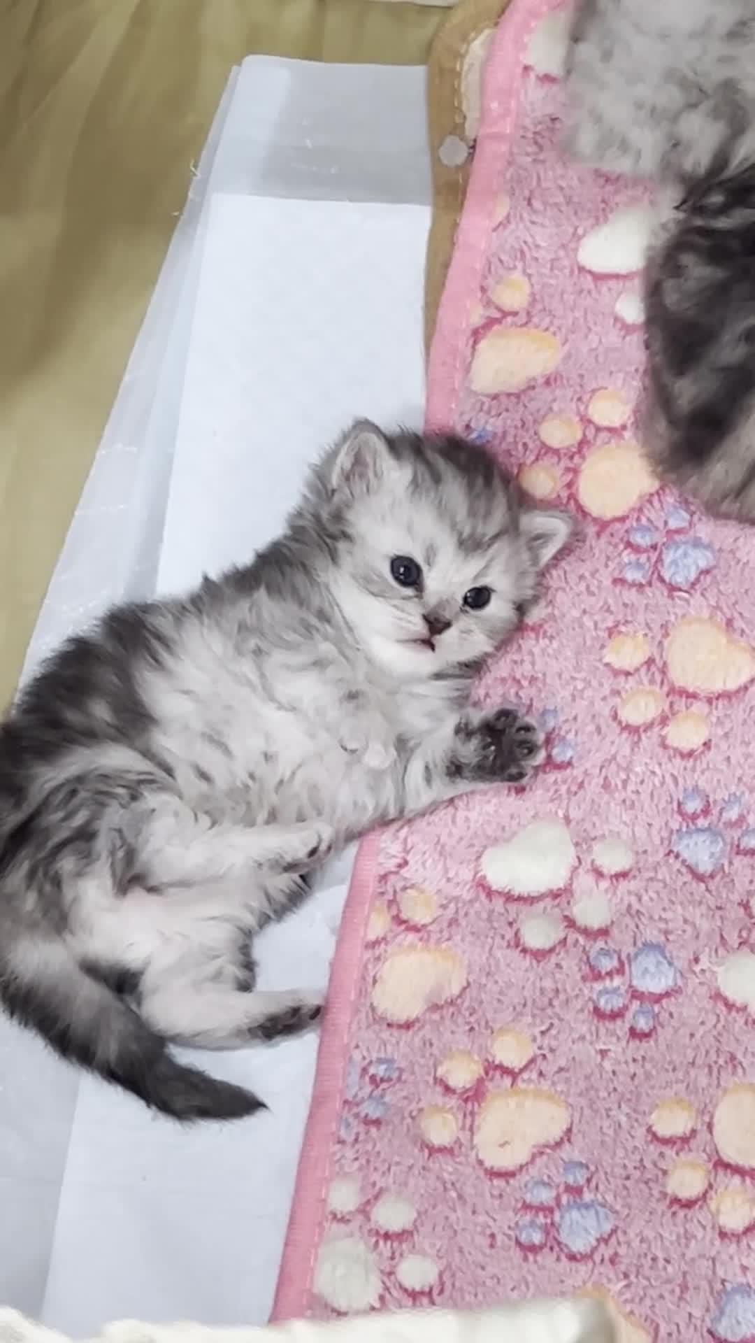 Persian cats for sale: Beautiful Persian Kittens - Video 5