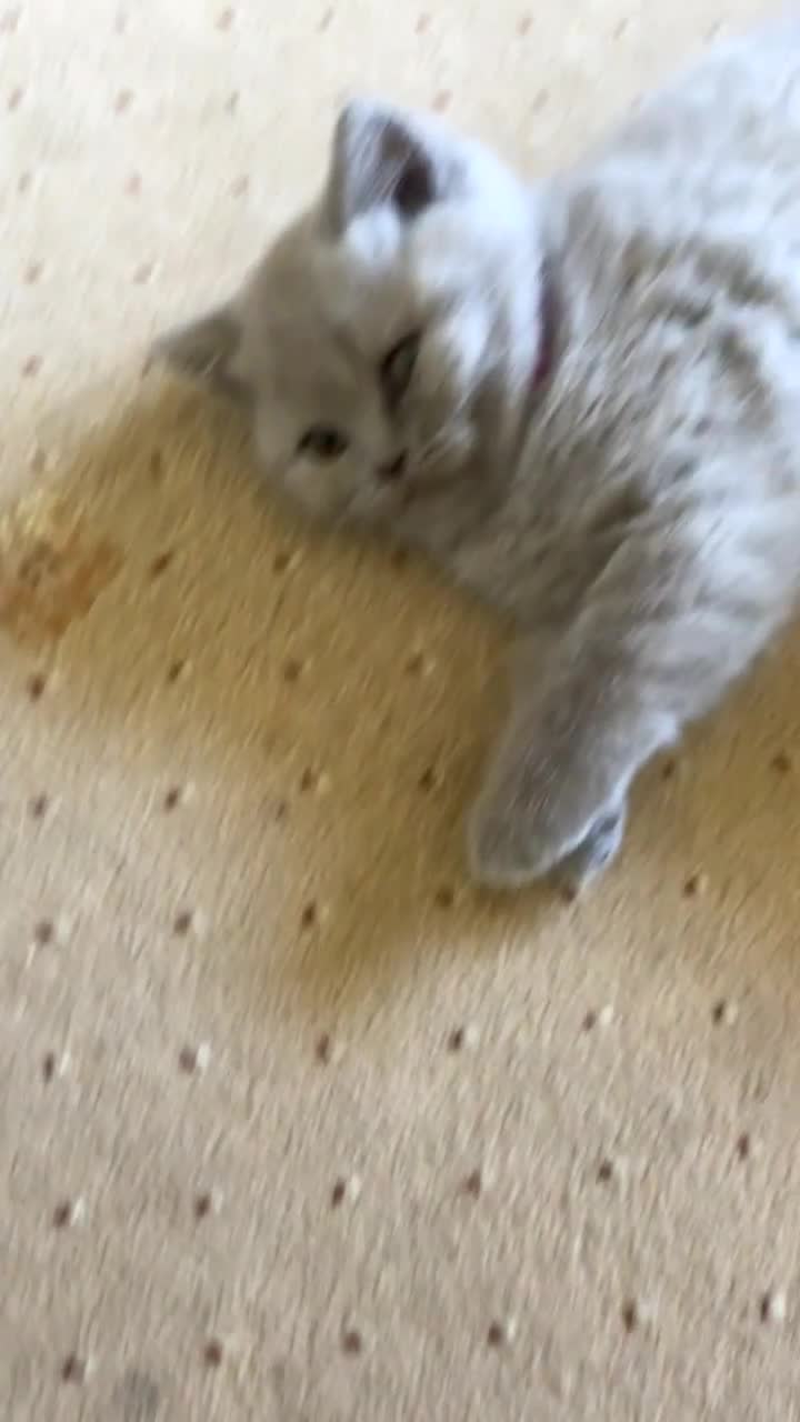 British Shorthair cats for sale: British Shorthair Kittens - Video 2