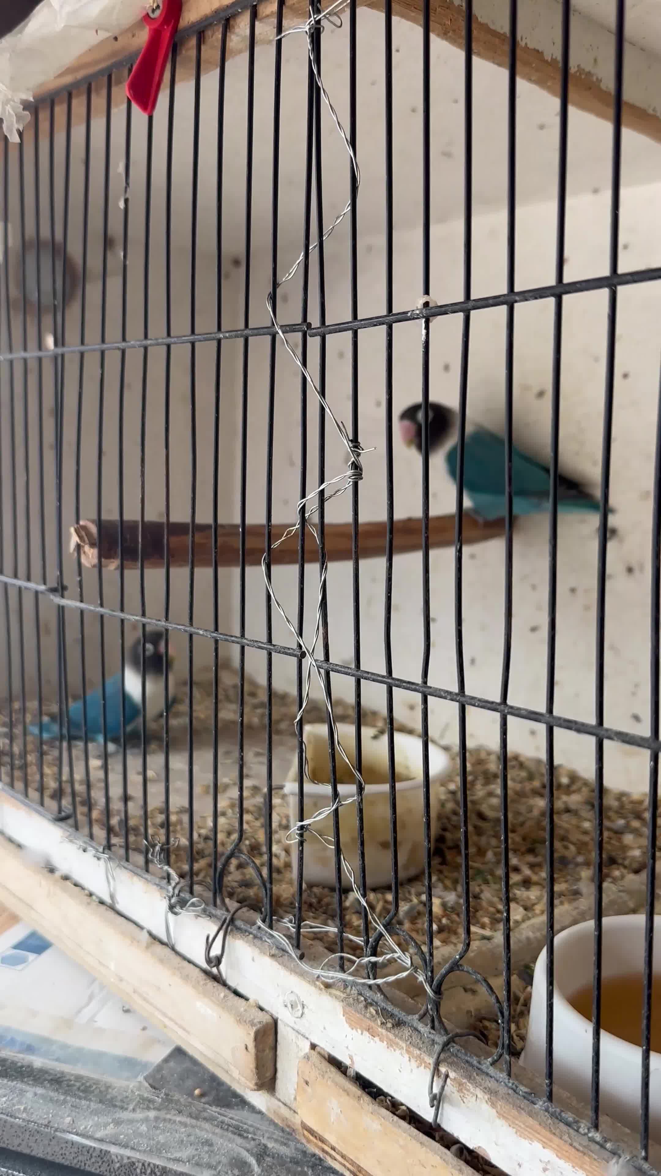 Lovebirds birds for sale: Lovebirds  - Video 1