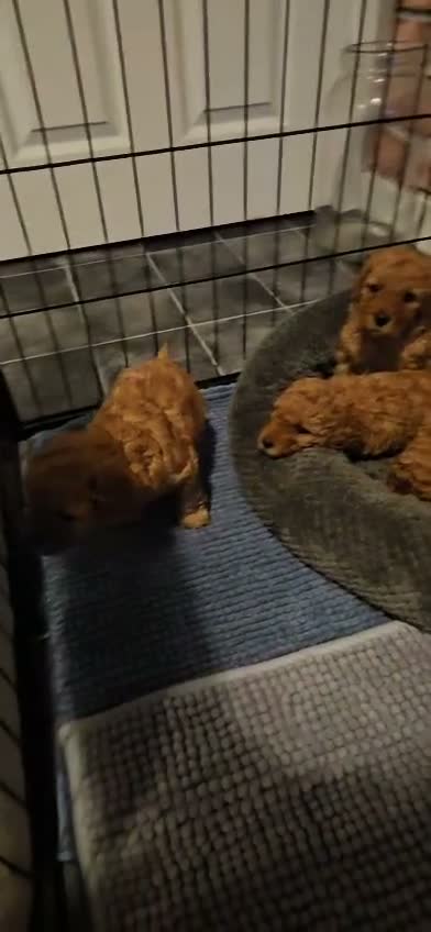 Cavapoo dogs for sale: Beautiful Cavapoo Puppies DUE NOV 7TH - Video 1