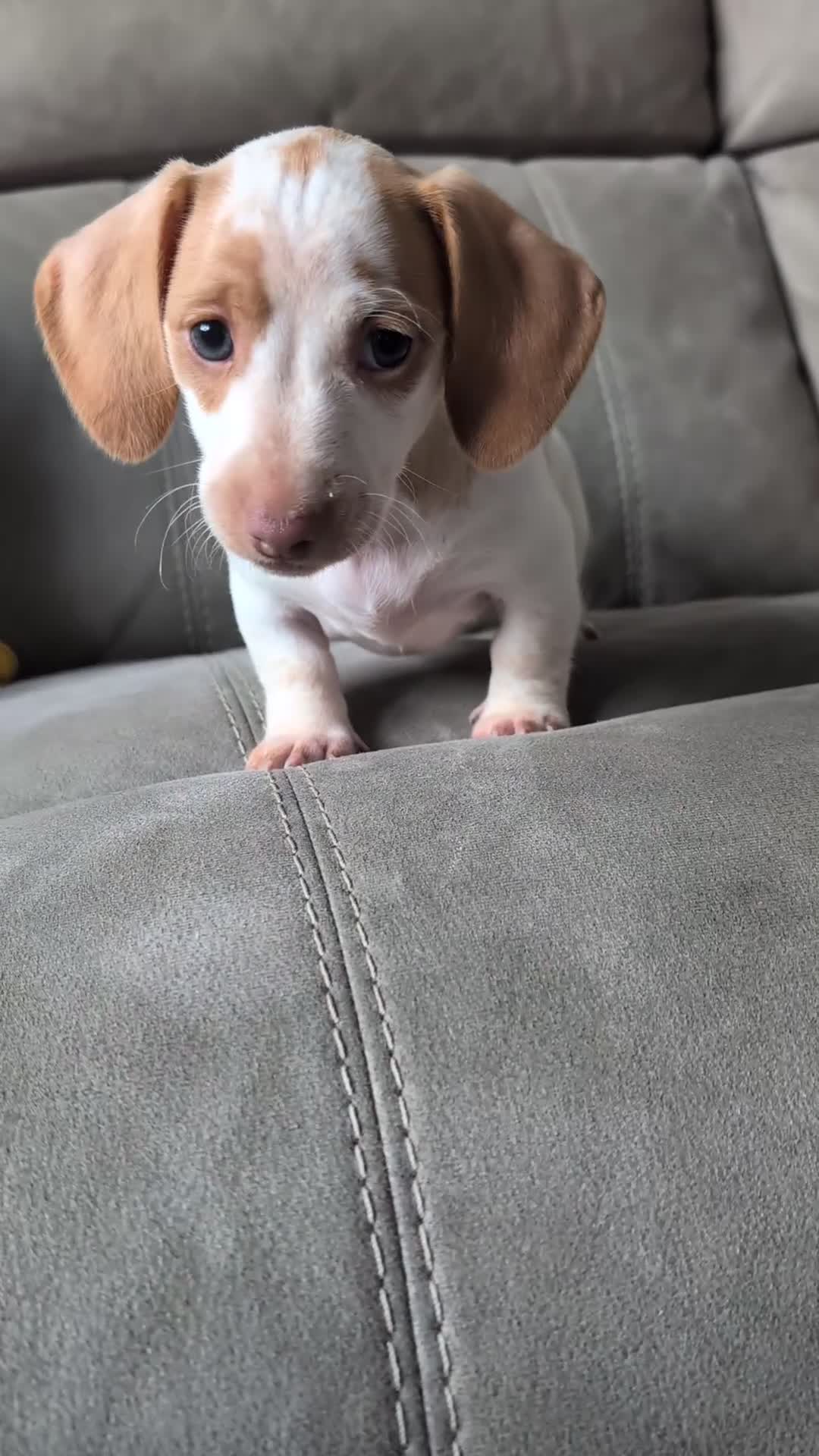 Miniature Dachshund dogs for sale: ✨ KC Piebald & Longhair Miniature Dachshund✨ - Video 1