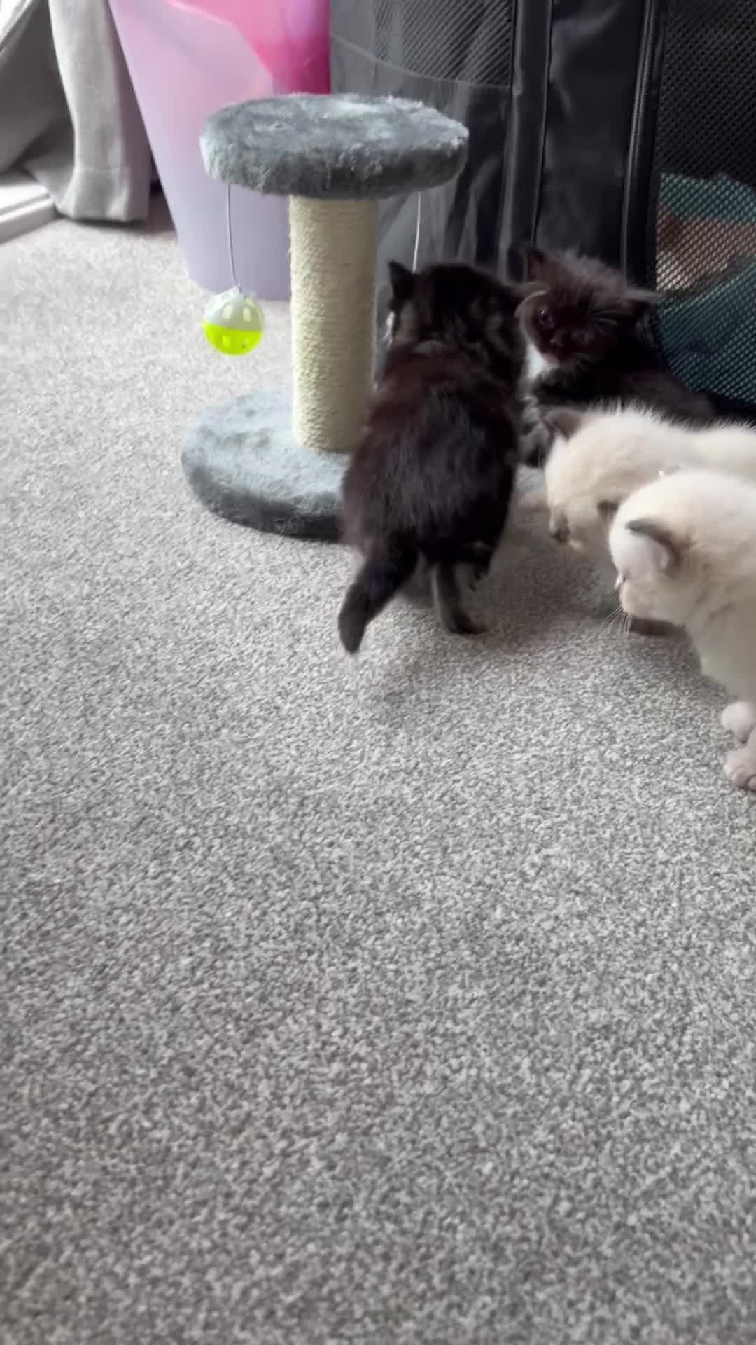 Ragdoll cats for sale: Ragdoll/Cherubim blue eyed kittens in Hinckley - Video 1