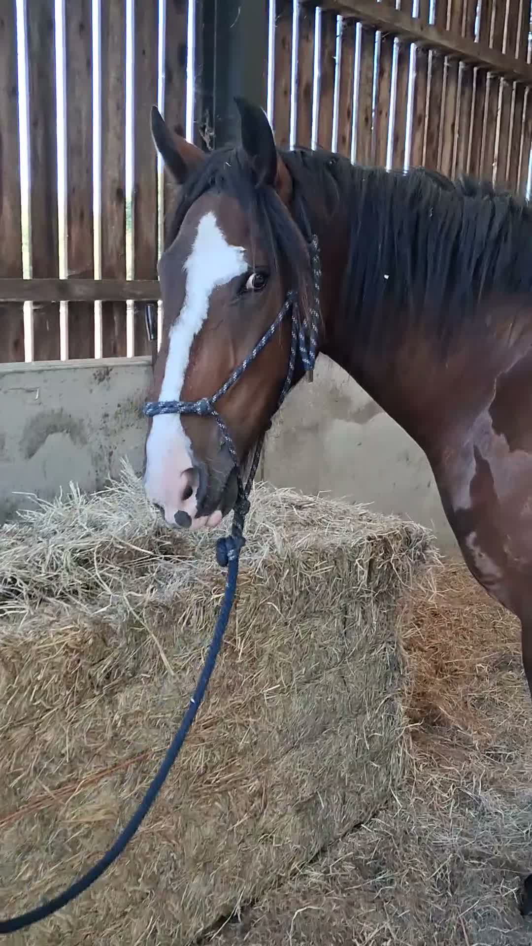 Irish Cob horses for sale: Stunning 2 year old gelding - Video 1