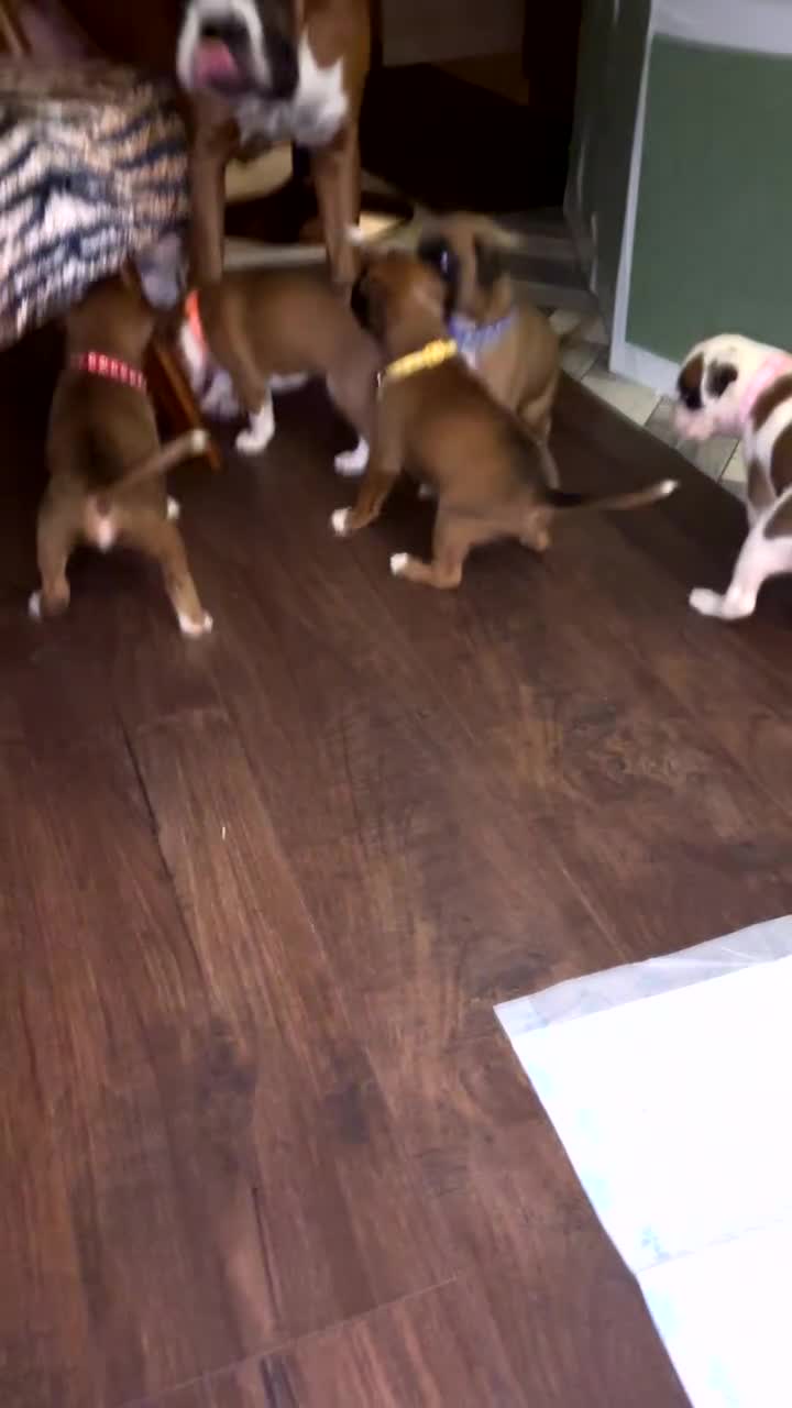 Boxer dogs for sale: Boxer puppies 5 bitches 1 boy  - Video 1