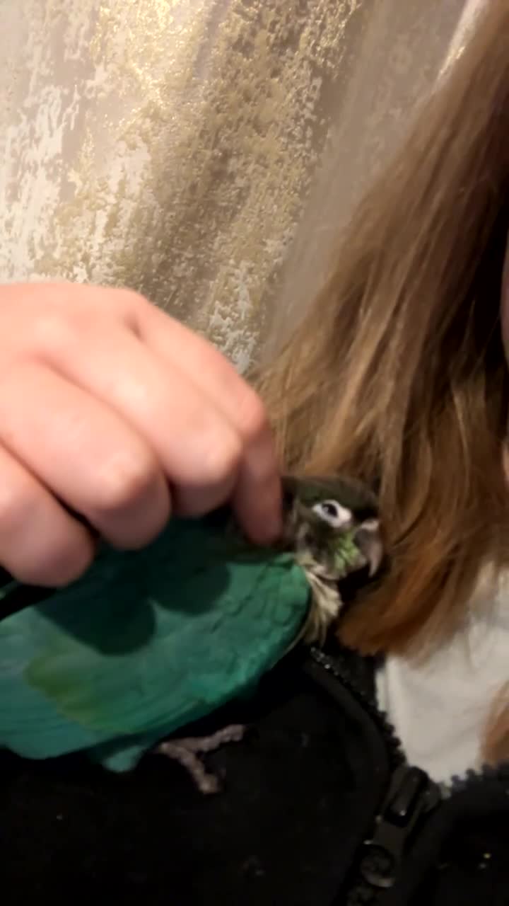 Conures birds for sale: SOLD, 1 left hand reared green cheek conure. - Video 1