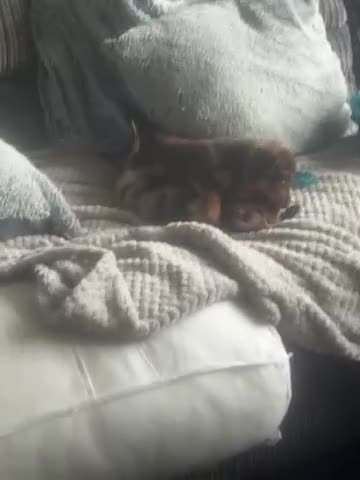 Dachshund dogs for sale: Long haired miniature  - Video 4