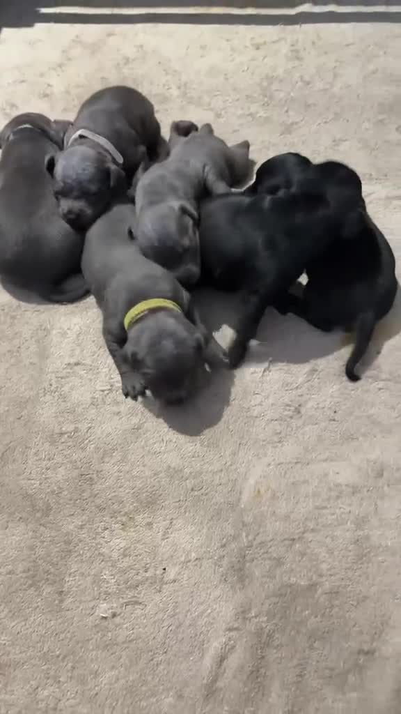 Staffordshire Bull Terrier dogs for sale: KC REG STAFFORDSHIRE BULL TERRIER PUPS are HERE   - Video 5