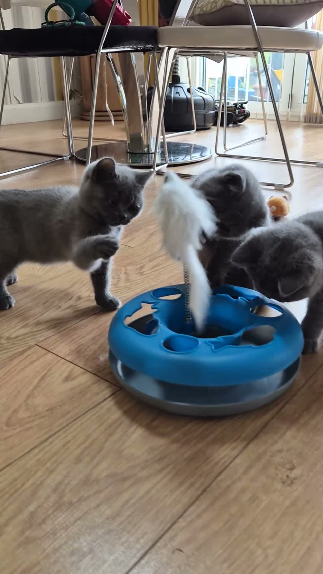 British Shorthair cats for sale:  🐾🎀 BSH 🎀🐾 GCCF/Fully vaccinated - Video 1