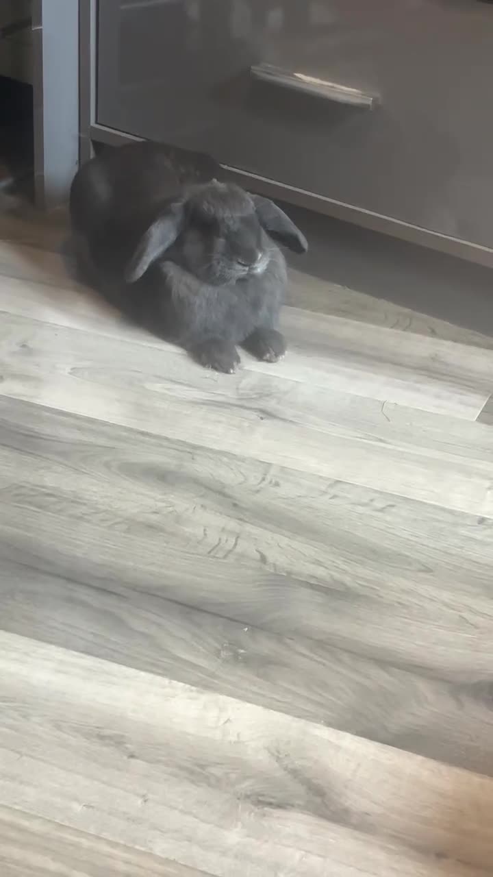 Mixed Breed rabbits for sale: Thumper and blossom male And female  in Birmingham - Video 3