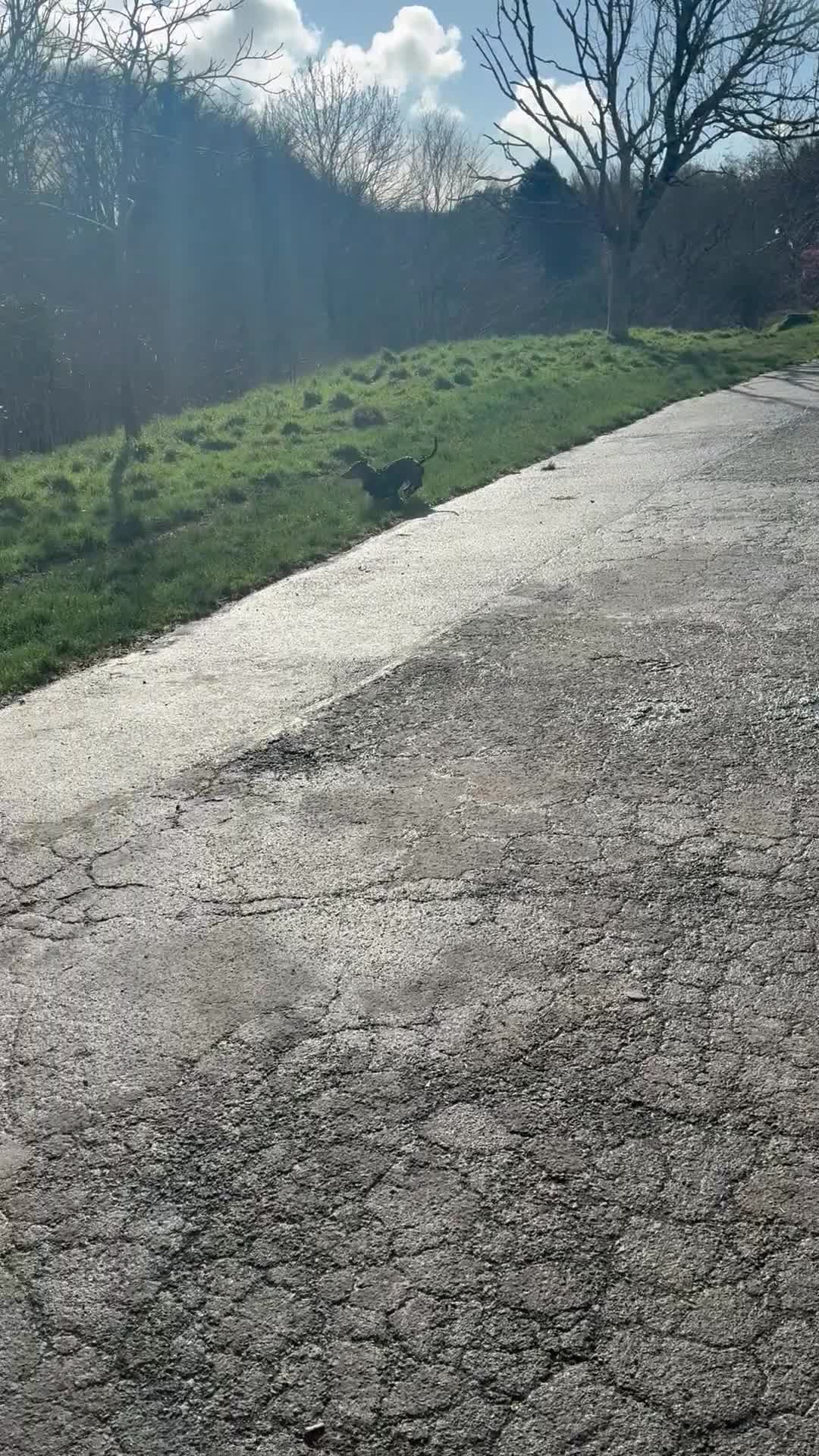 Miniature Dachshund dogs for sale: Mini Dachshund - 6 months old - Video 2