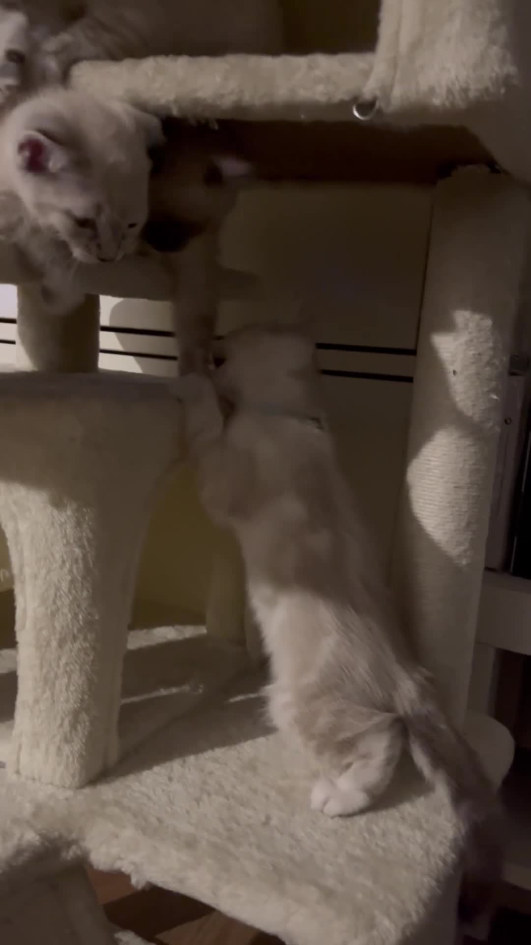 Snowshoe cats for sale: Beautiful Snowshoe x Ragdoll Cross Kittens 🐾 in Bournemouth - Video 1