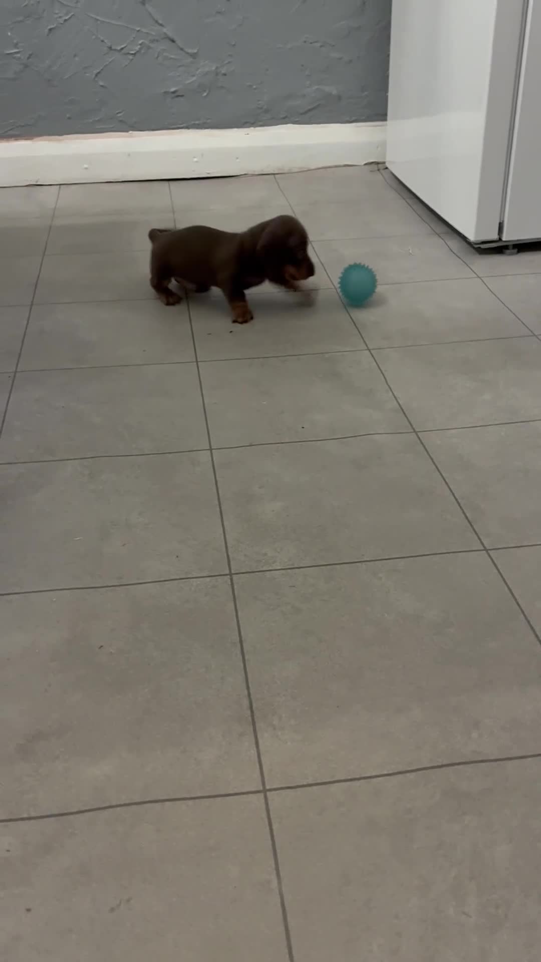 Miniature Dachshund dogs for sale: KC Miniature Dachshund puppies - Video 2