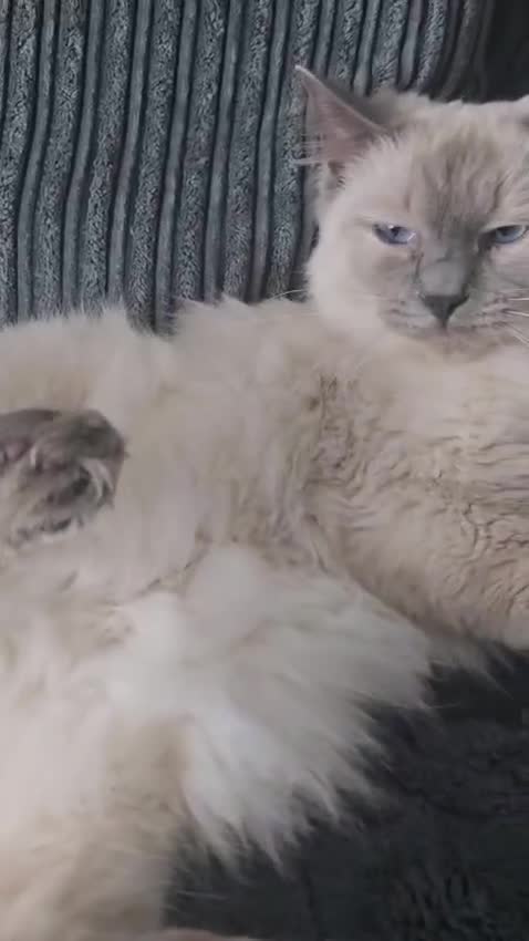 Ragdoll cats for sale: Full Pedigree Ragdoll for sale - Taking cash  - Video 1