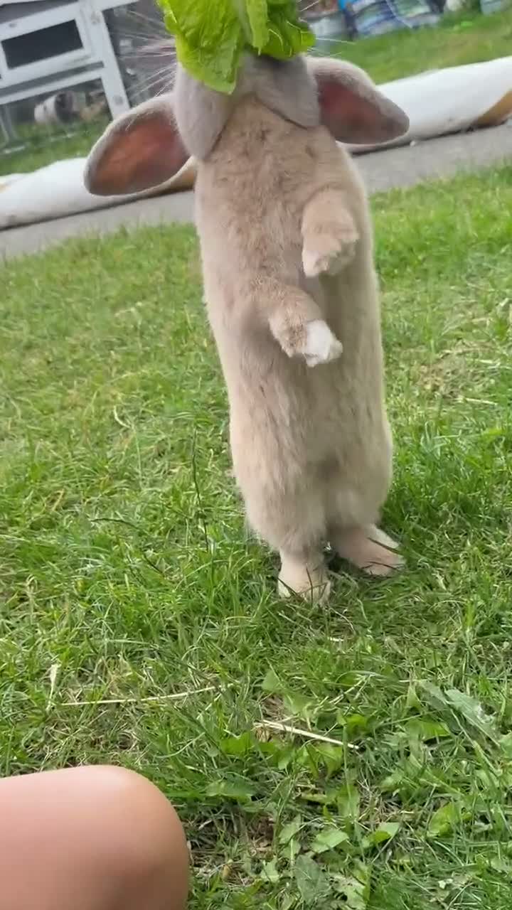 Mini Lop rabbits for sale: Biscuit the bunny is looking for a loving home. in Rhyl - Video 3