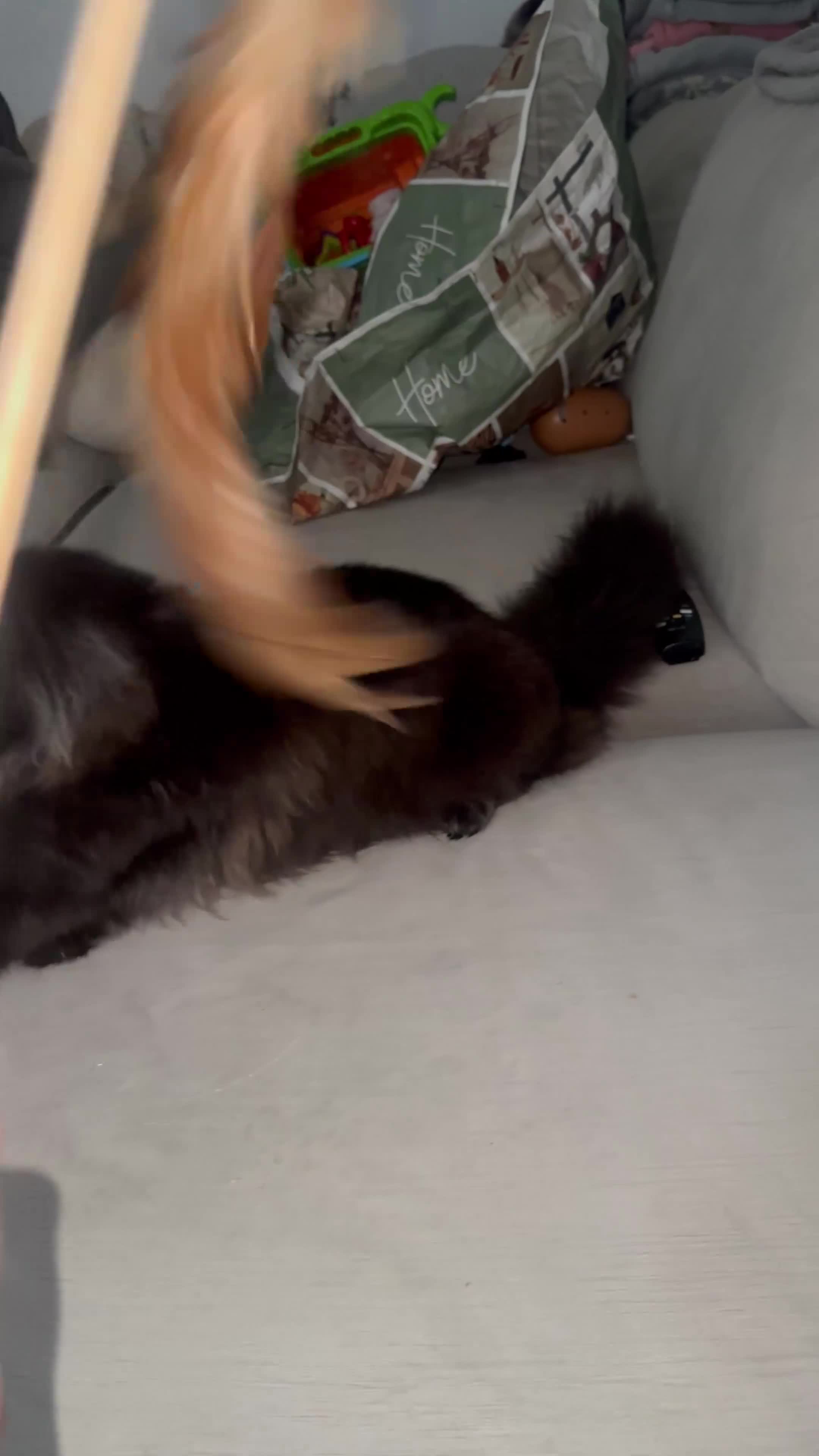 Maine Coon cats for sale: 8 month Maine coon girl  - Video 3