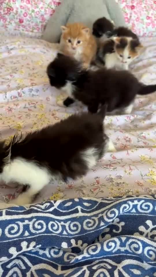 British Shorthair cats for sale: Four cute kittens mixed litter . - Video 2