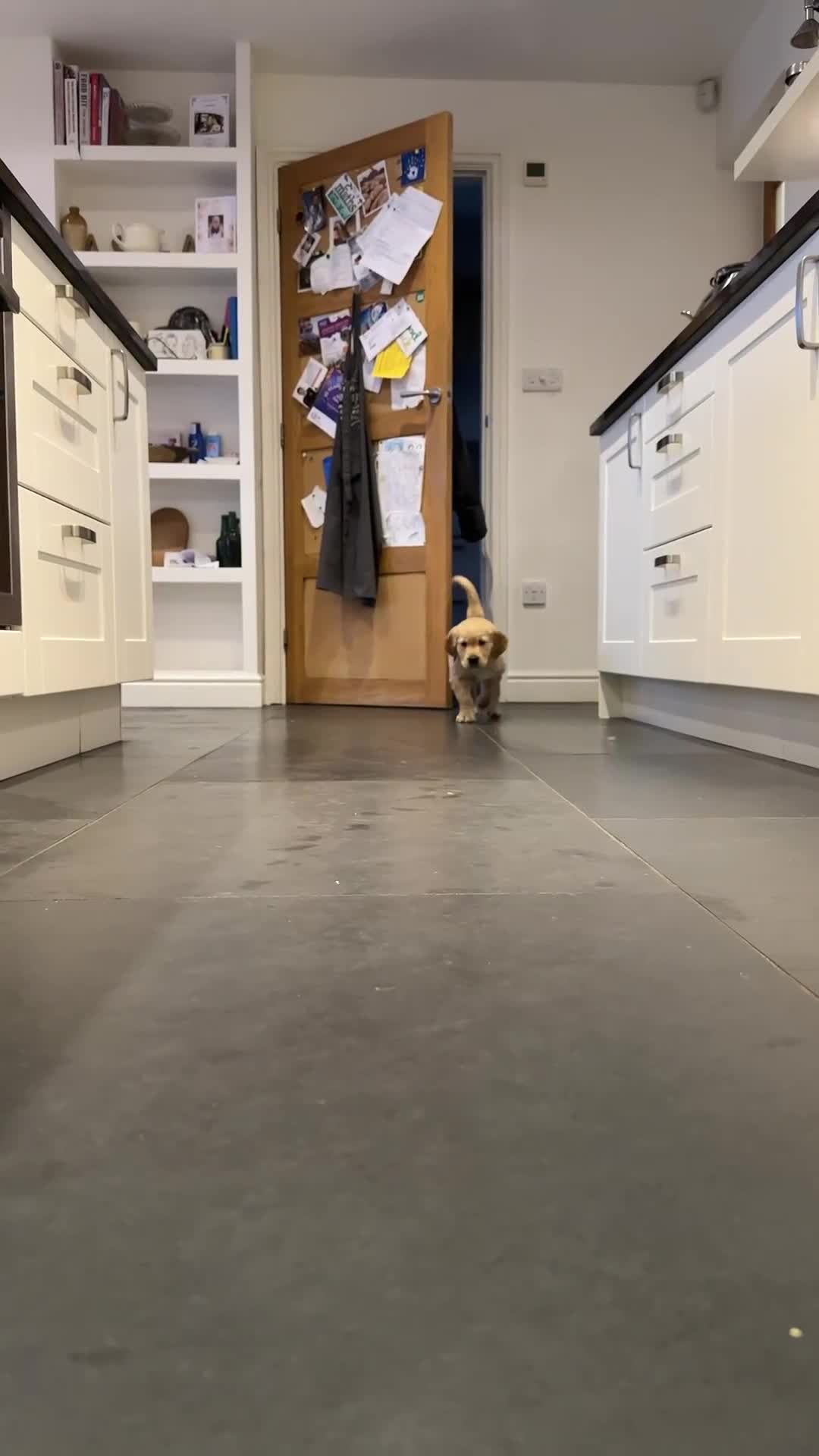 Golden Retriever dogs for sale: Golden Retriever pups for sale - Video 3