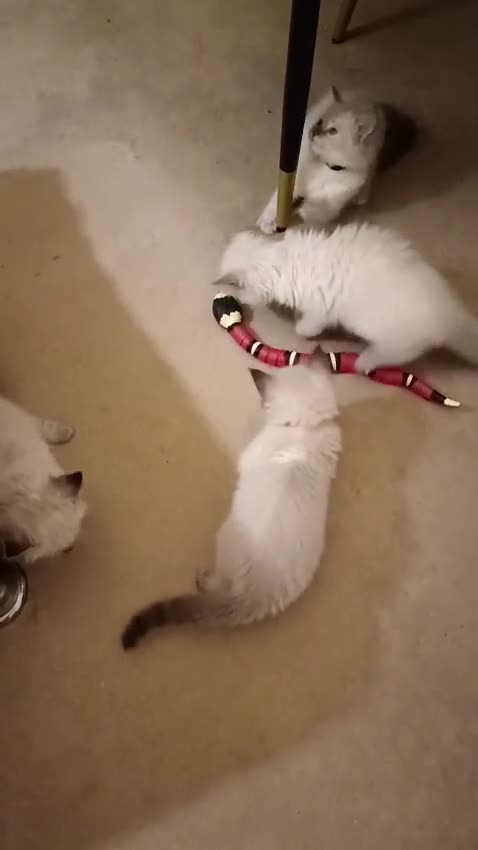 Ragdoll cats for sale: ❤️Amazing Pure Ragdoll Girls Waiting Loving Family - Video 1