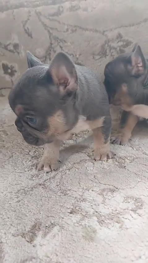 French Bulldog dogs for sale: 2 french bulldogs - Video 3