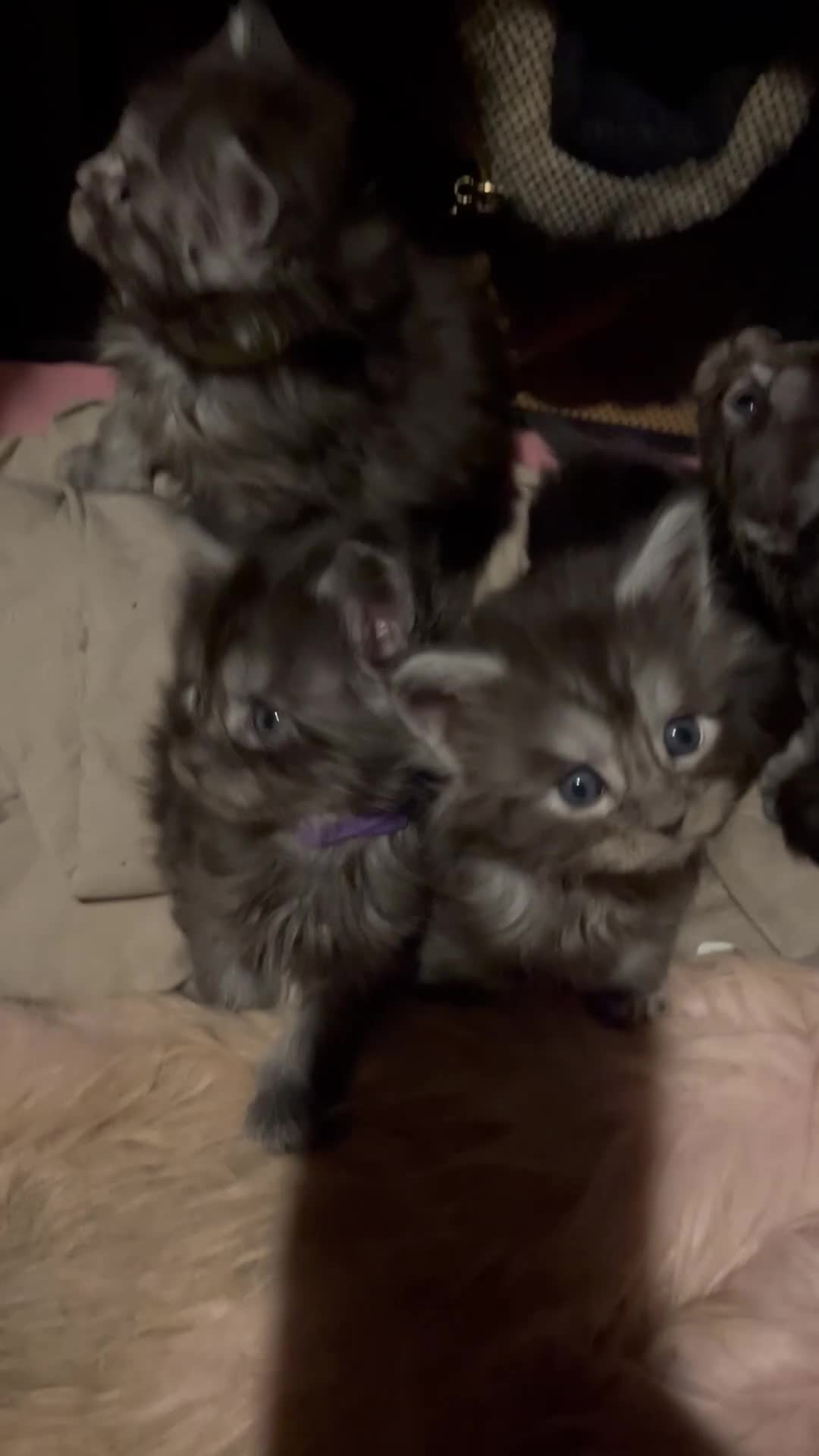 Maine Coon cats for sale: Pure Maine coon kittens  - Video 1