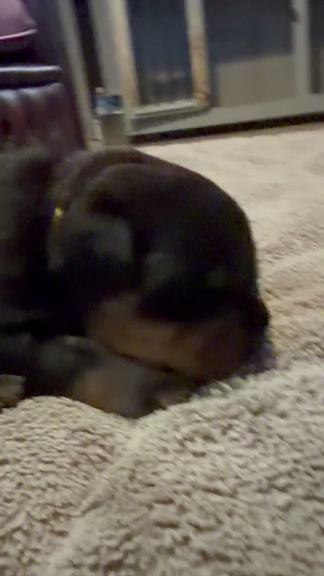 Rottweiler dogs for sale: STUNNING KC REGISTERED PUPPIES  - Video 3
