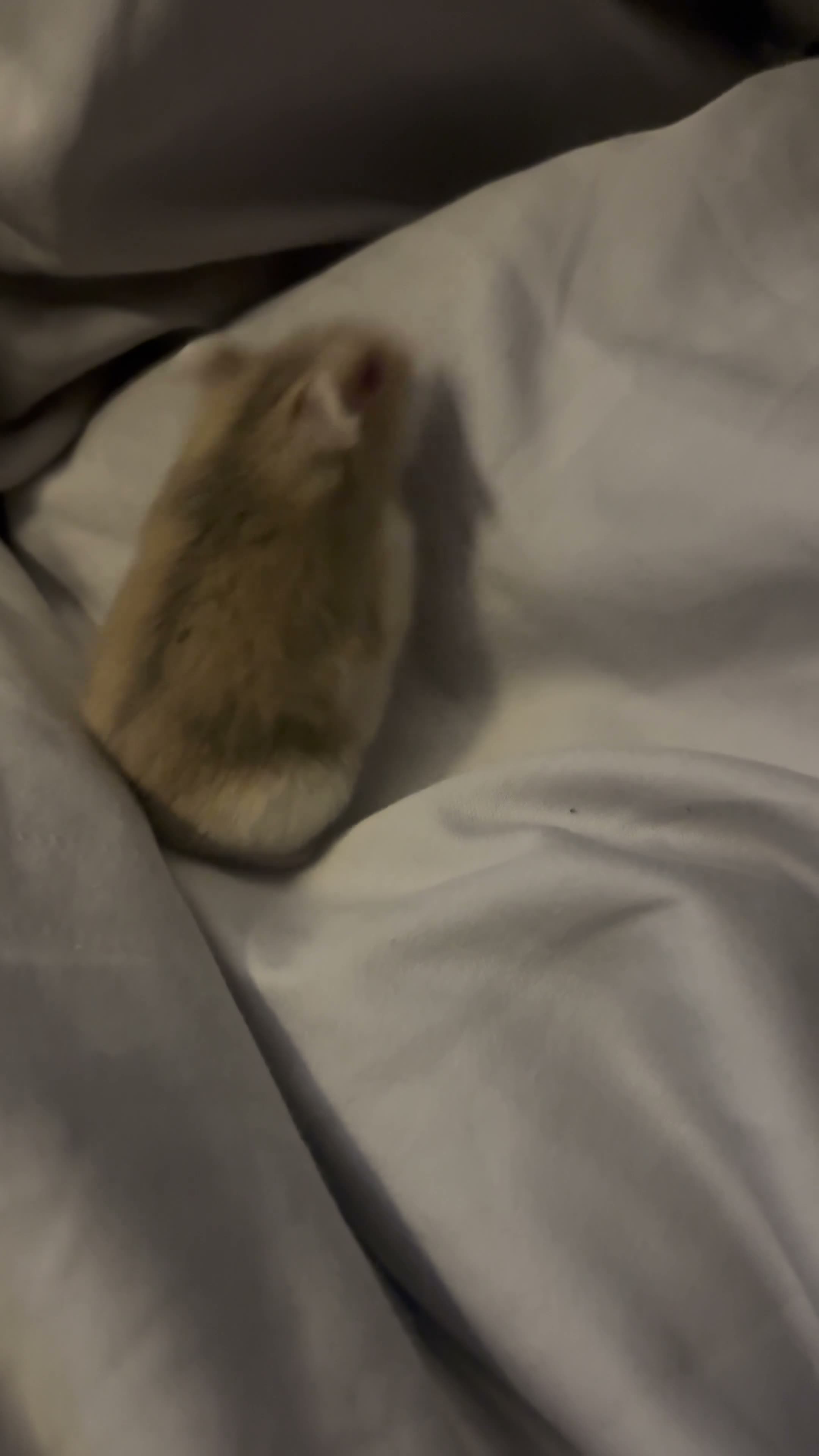 Hamster rodents for sale: female dwarf hamster  - Video 1