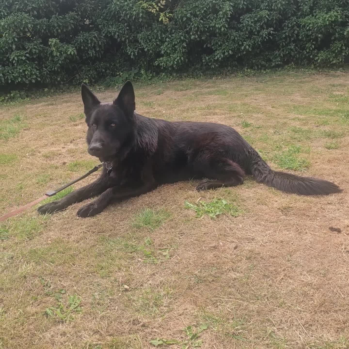 German Shepherd dogs for stud: ABEKS in Dover - Video 1