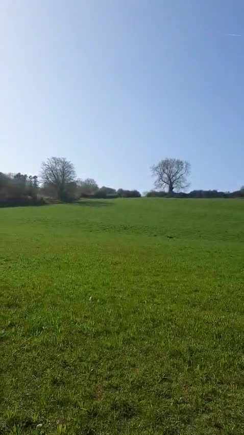 Sprollie dogs for adoption: REX 4yr old Springer x Collie - Video 1