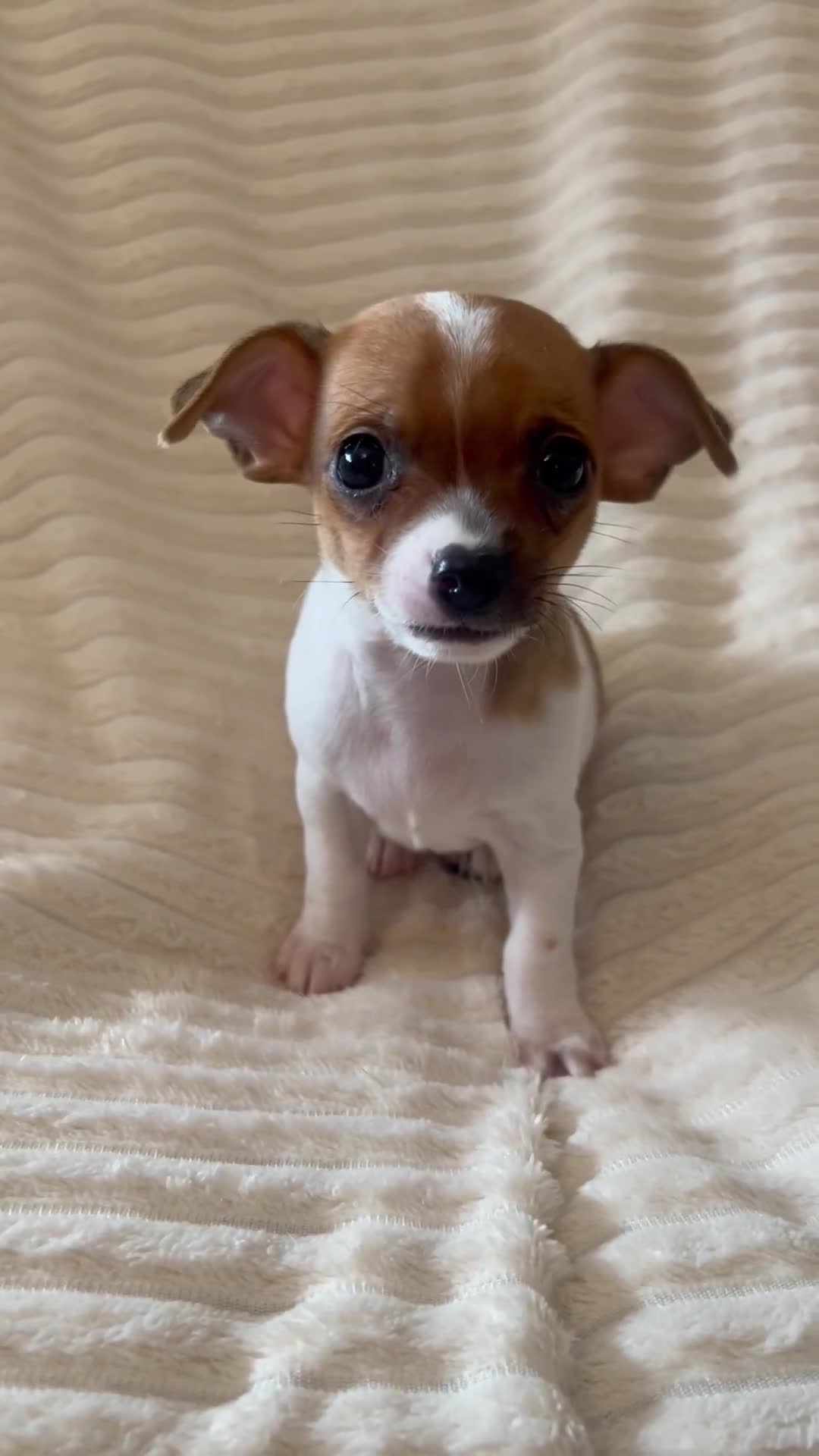 Chihuahua dogs for sale: Chihuahua puppies girls and boys - Video 3