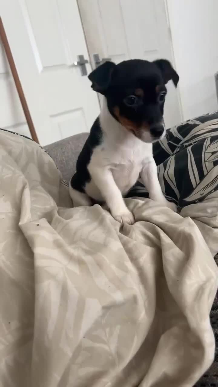 Jack Russell dogs for sale: Jack russle pup  LAST ONE  - Video 1