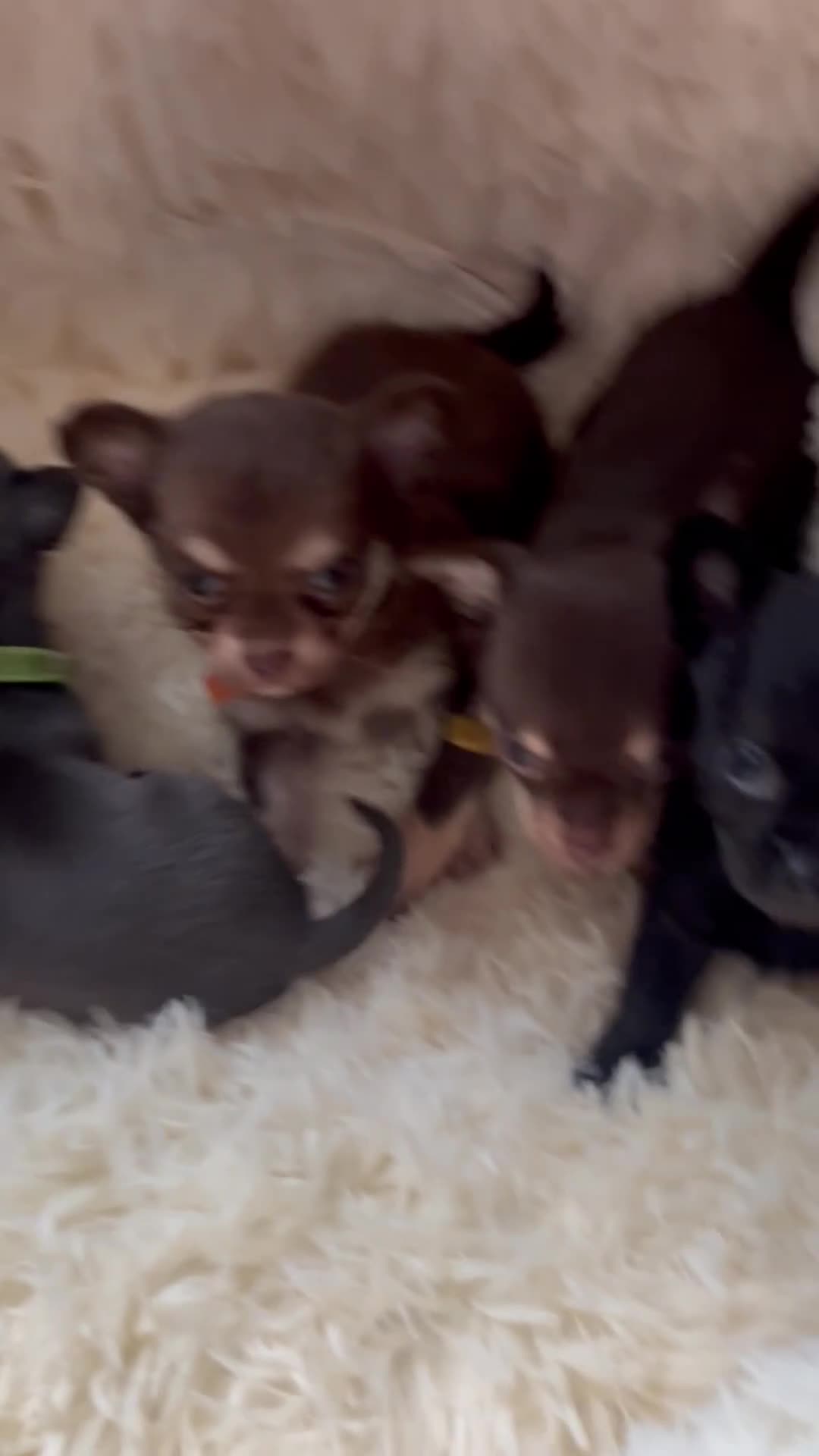 Chihuahua dogs for sale: Chihuahua teacups - Video 4